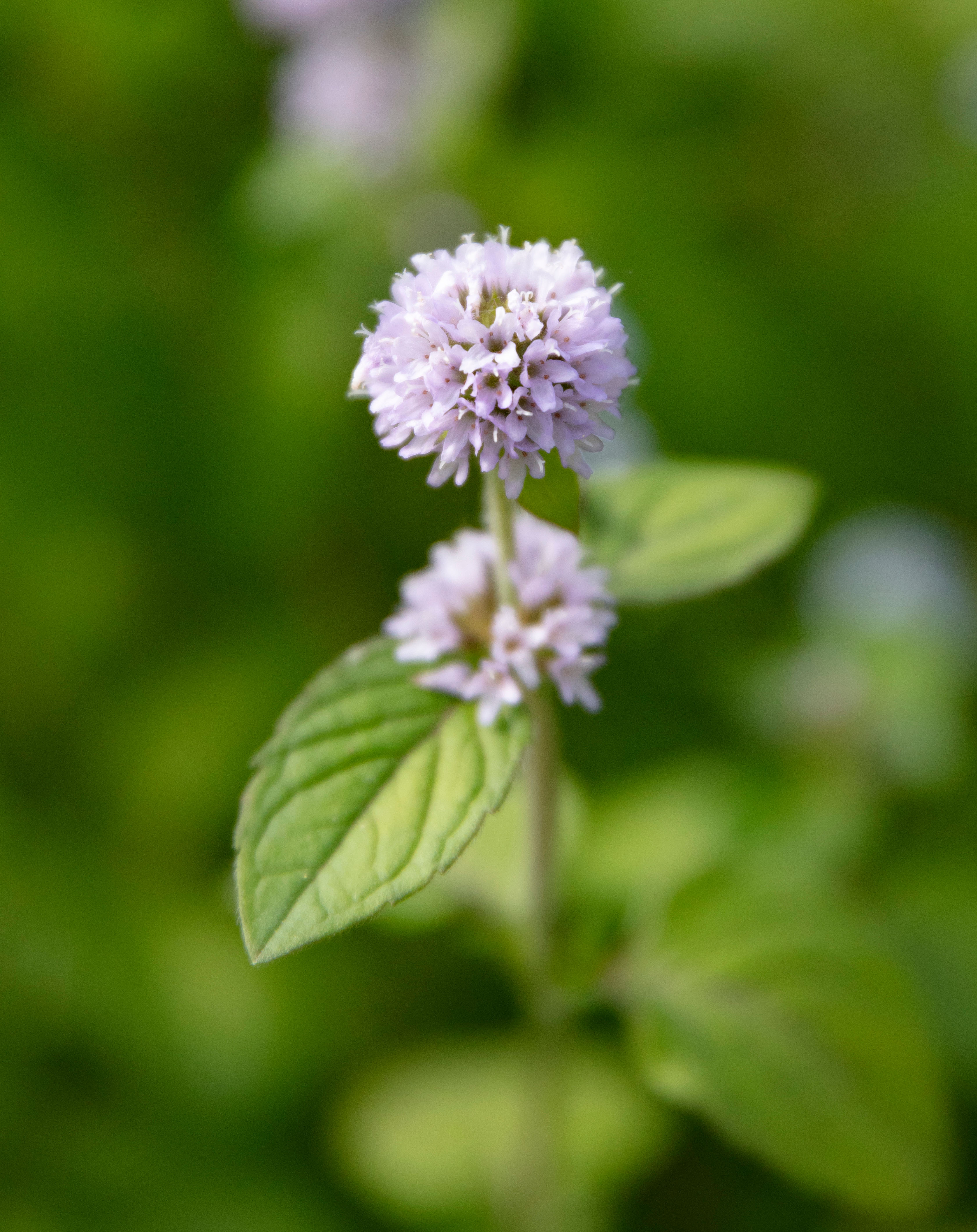 Mentha aquatica (Water mint) - MP076 Packs