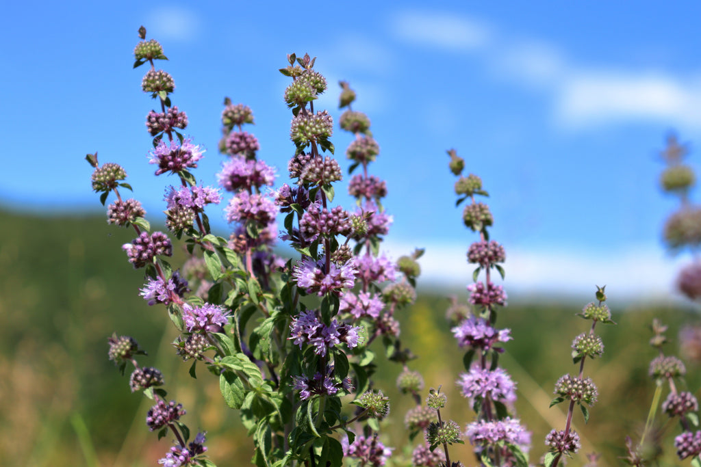 Mentha pulegium (Pennyroyal) - MP077 Packs