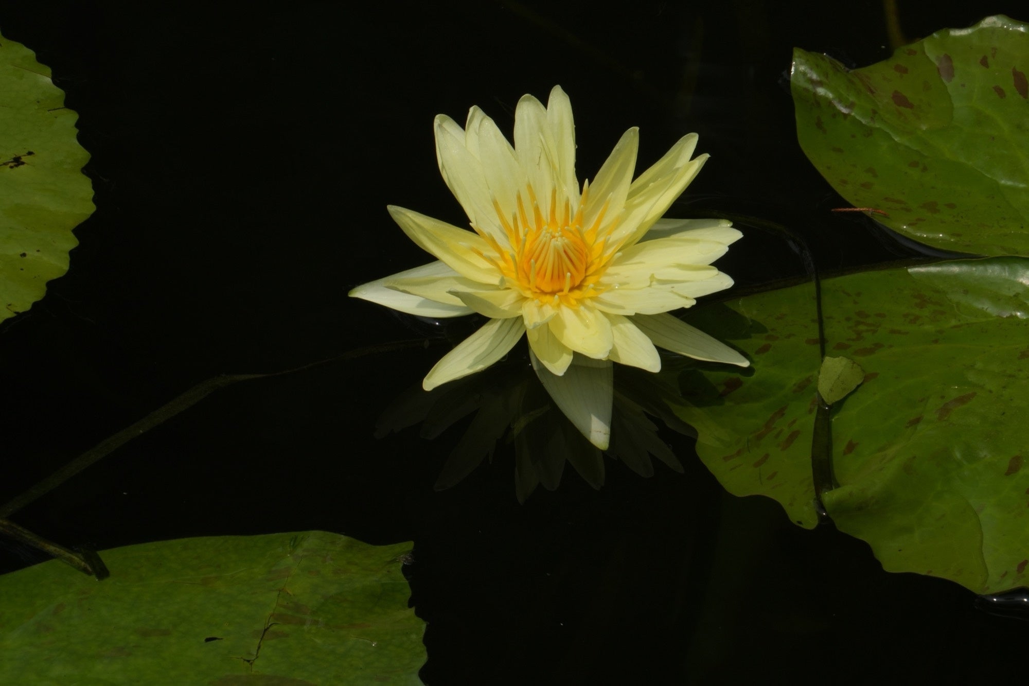 Mexicana (Sunrise) water lily - pond plants - LW17