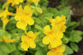 Mimulus guttatus (Common monkey-flower) - Marginal Pond Plants - MP081