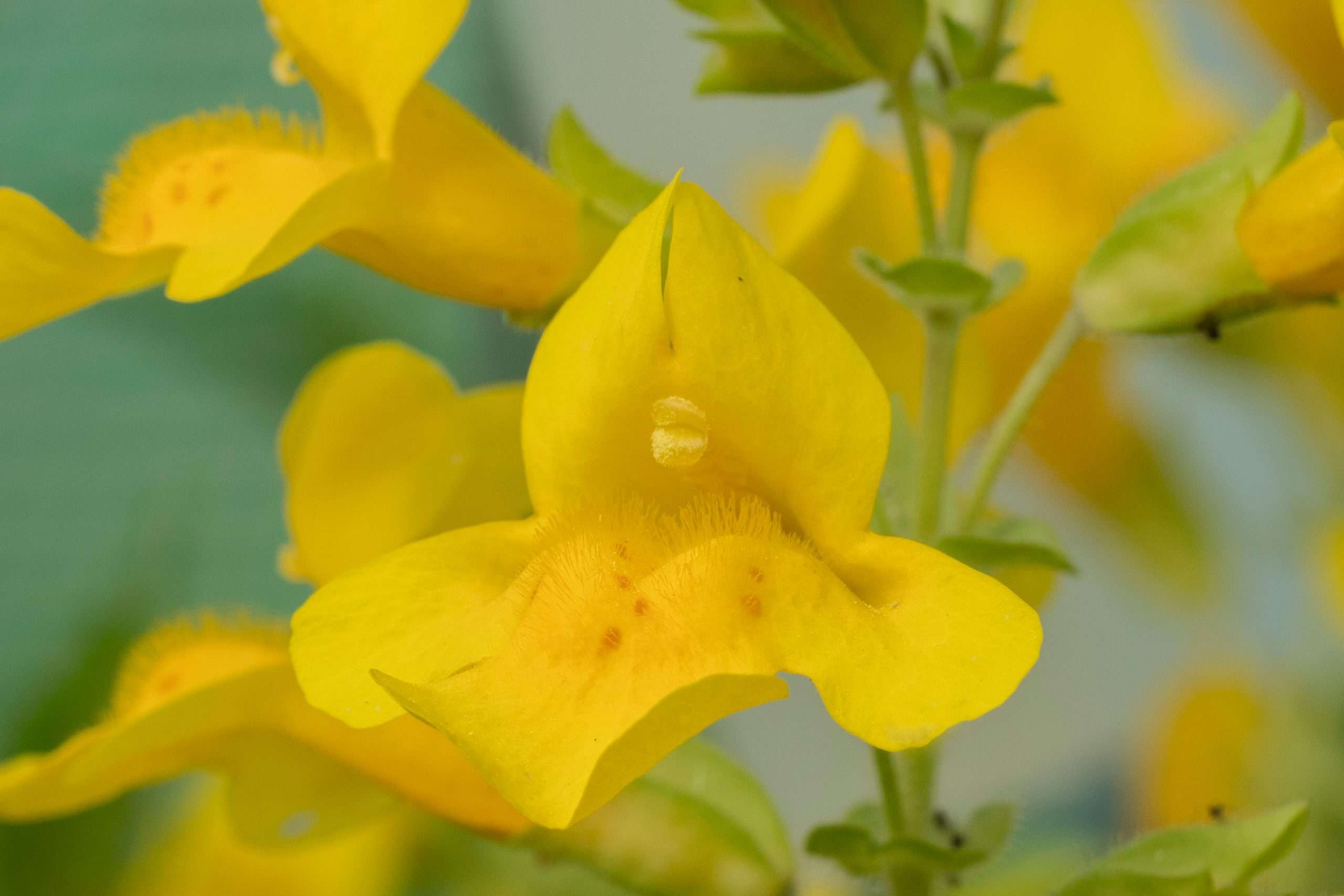 Mimulus guttatus (Common monkey-flower) - Marginal Pond Plants - MP081