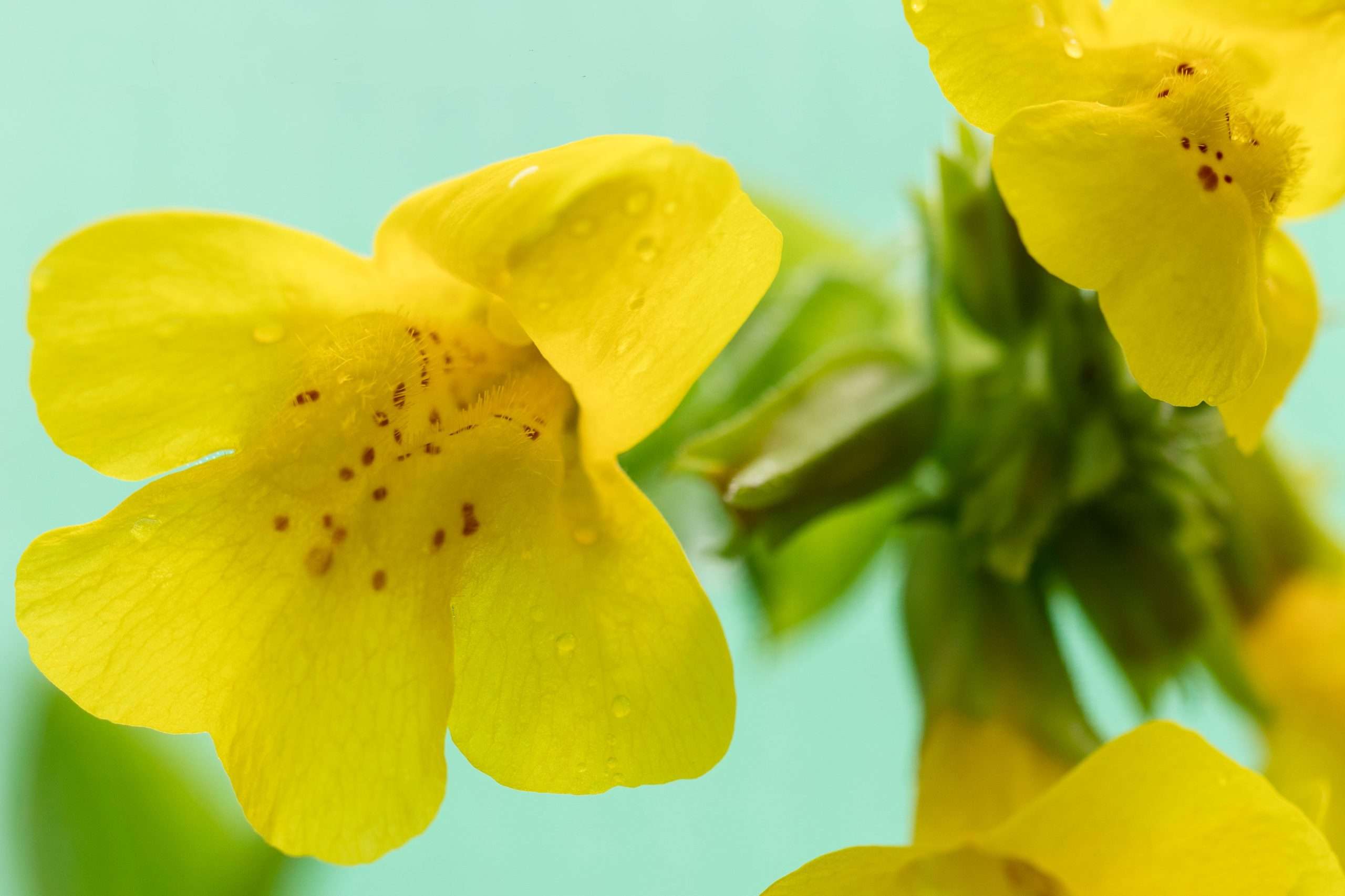 Mimulus guttatus (Common monkey-flower) - Marginal Pond Plants - MP081