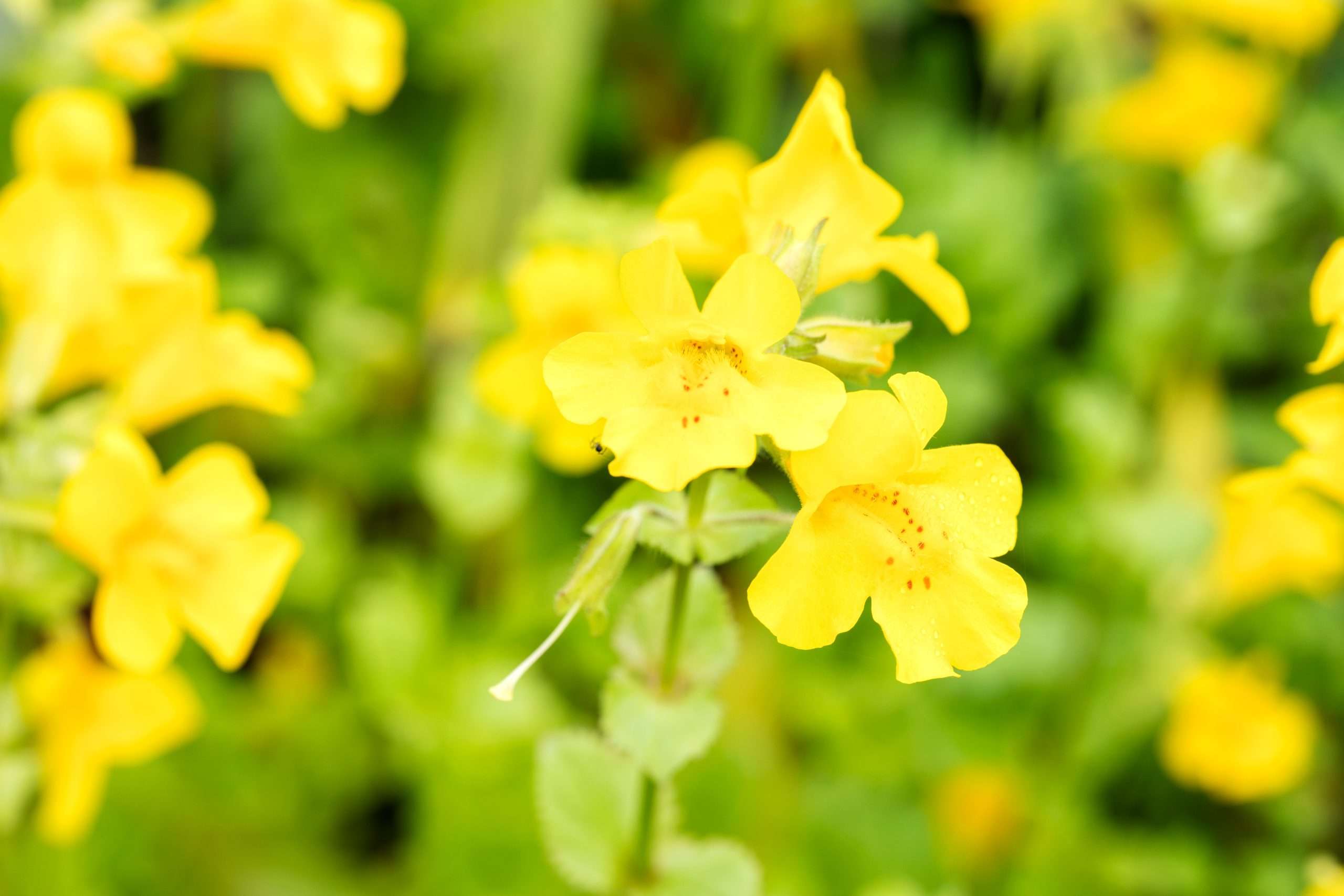 Mimulus guttatus (Common monkey-flower) - Marginal Pond Plants - MP081