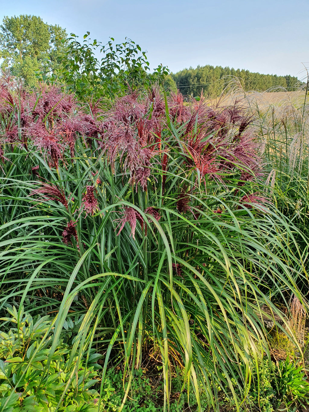 Miscanthus sinensis Boucle 9cm