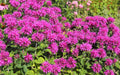 Monarda Bee-True - Marginal Pond Plants - BP085