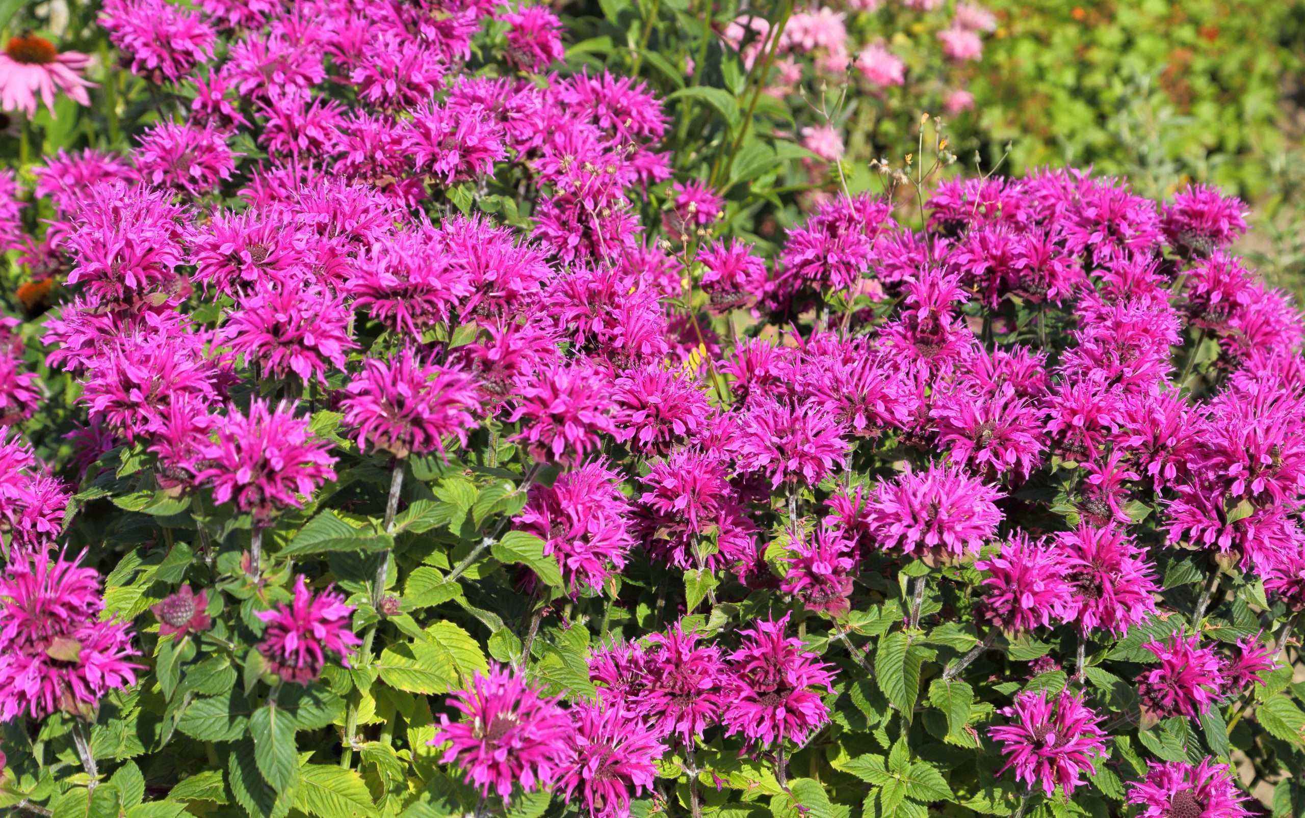Monarda Bee-True - Marginal Pond Plants - BP085