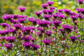 Monarda Scorpion - Marginal Pond Plants  - BP086