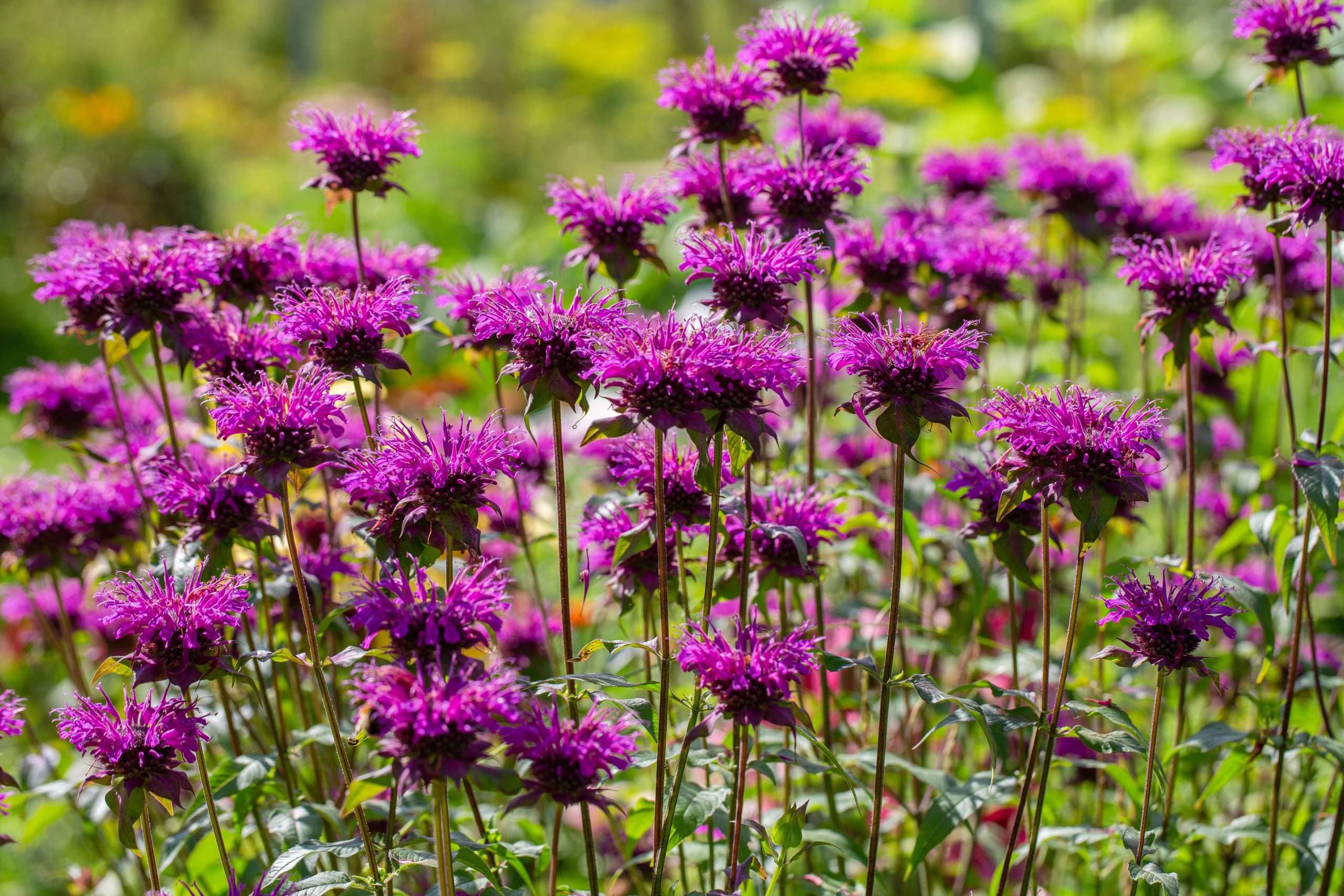 Monarda Scorpion - Marginal Pond Plants  - BP086