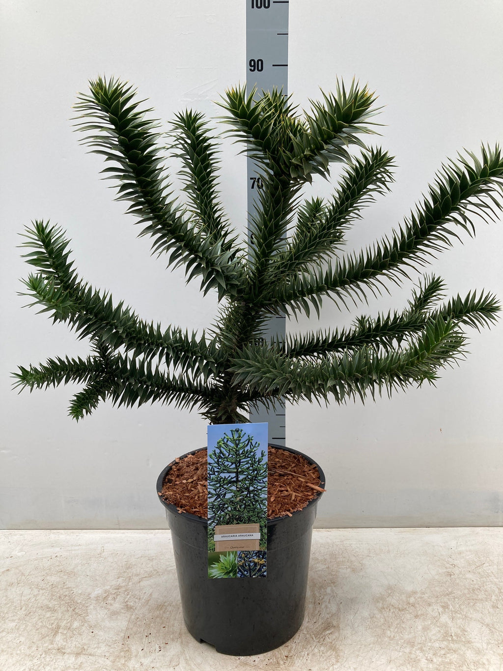 Araucaria Araucana | Monkey Puzzle Tree