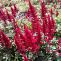 Astilbe - Montgomery 1.5L