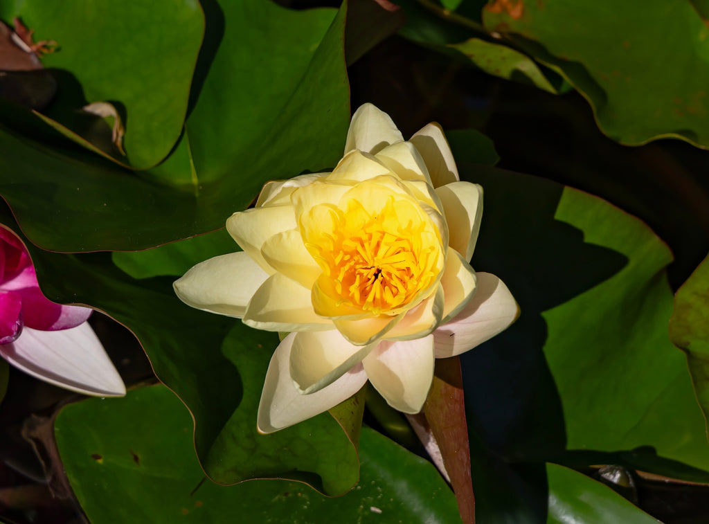 Moorei water lily - pond plants - MW16