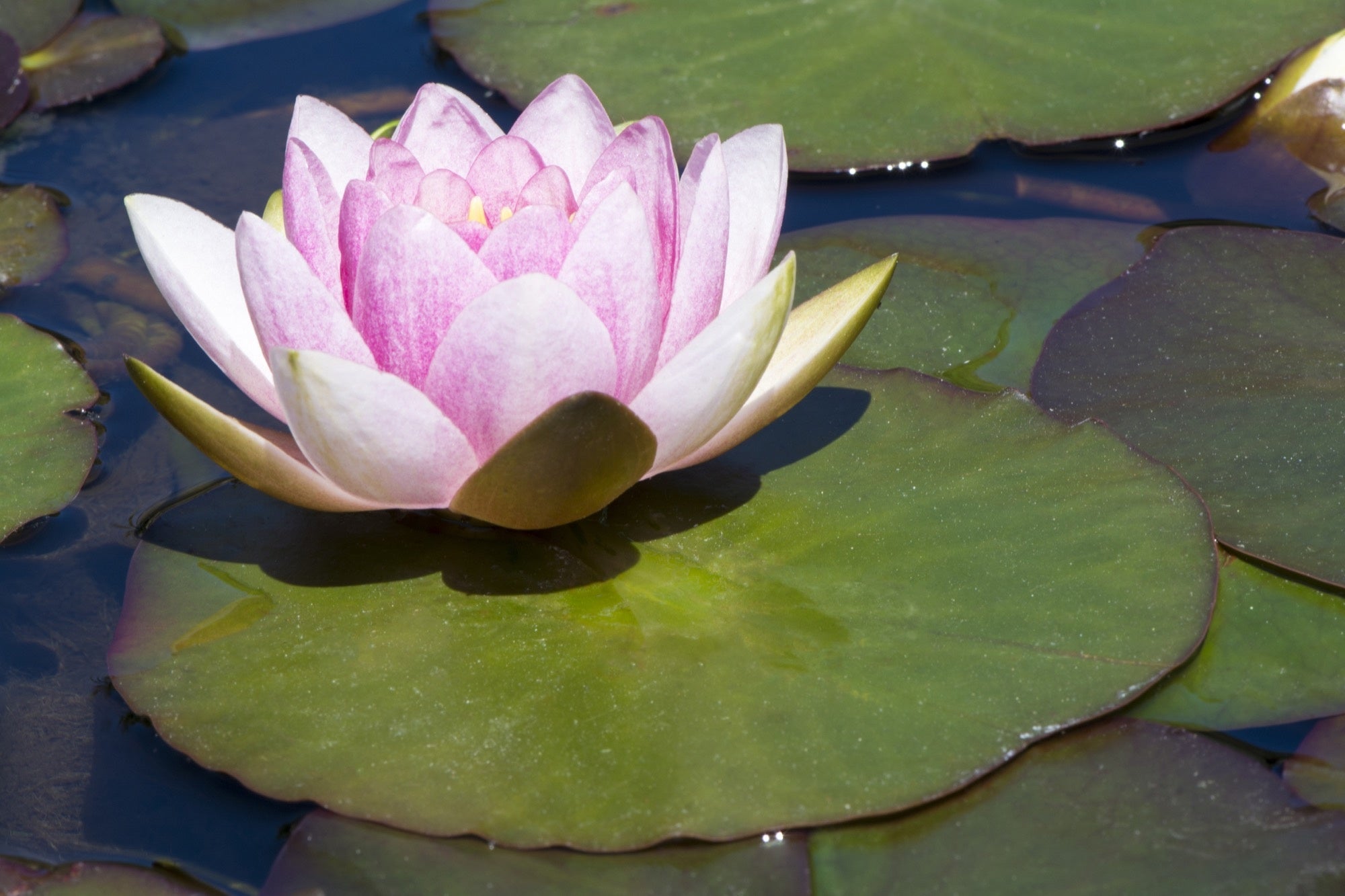 Mrs Richmond water lily - pond plants - LW18