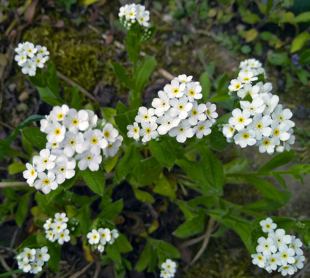 Myosotis Scorpioides White - BP087 Packs