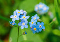 Myosotis palustris 'Semperflorens' - MP084B Packs