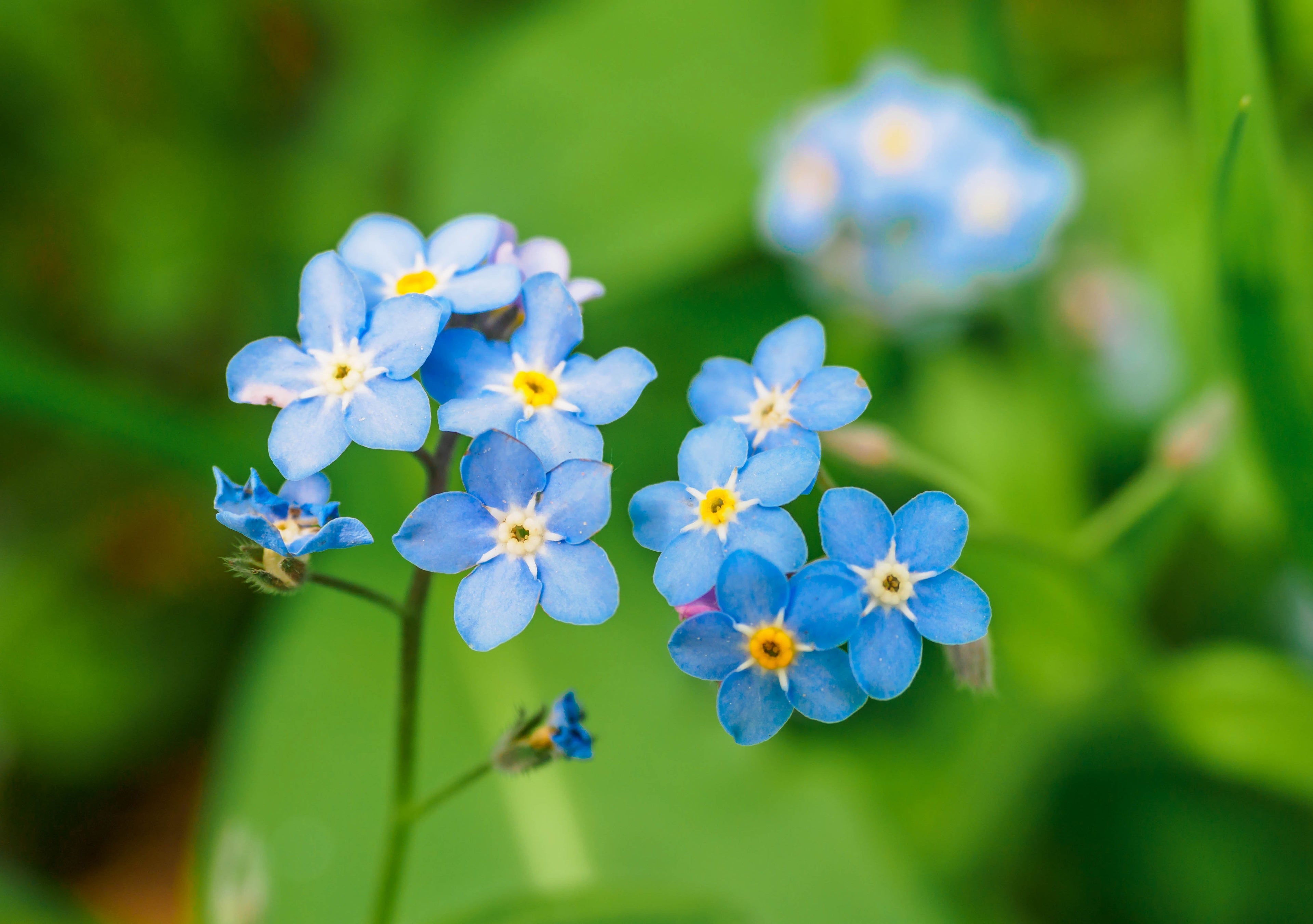 Myosotis palustris 'Semperflorens' - MP084B Packs