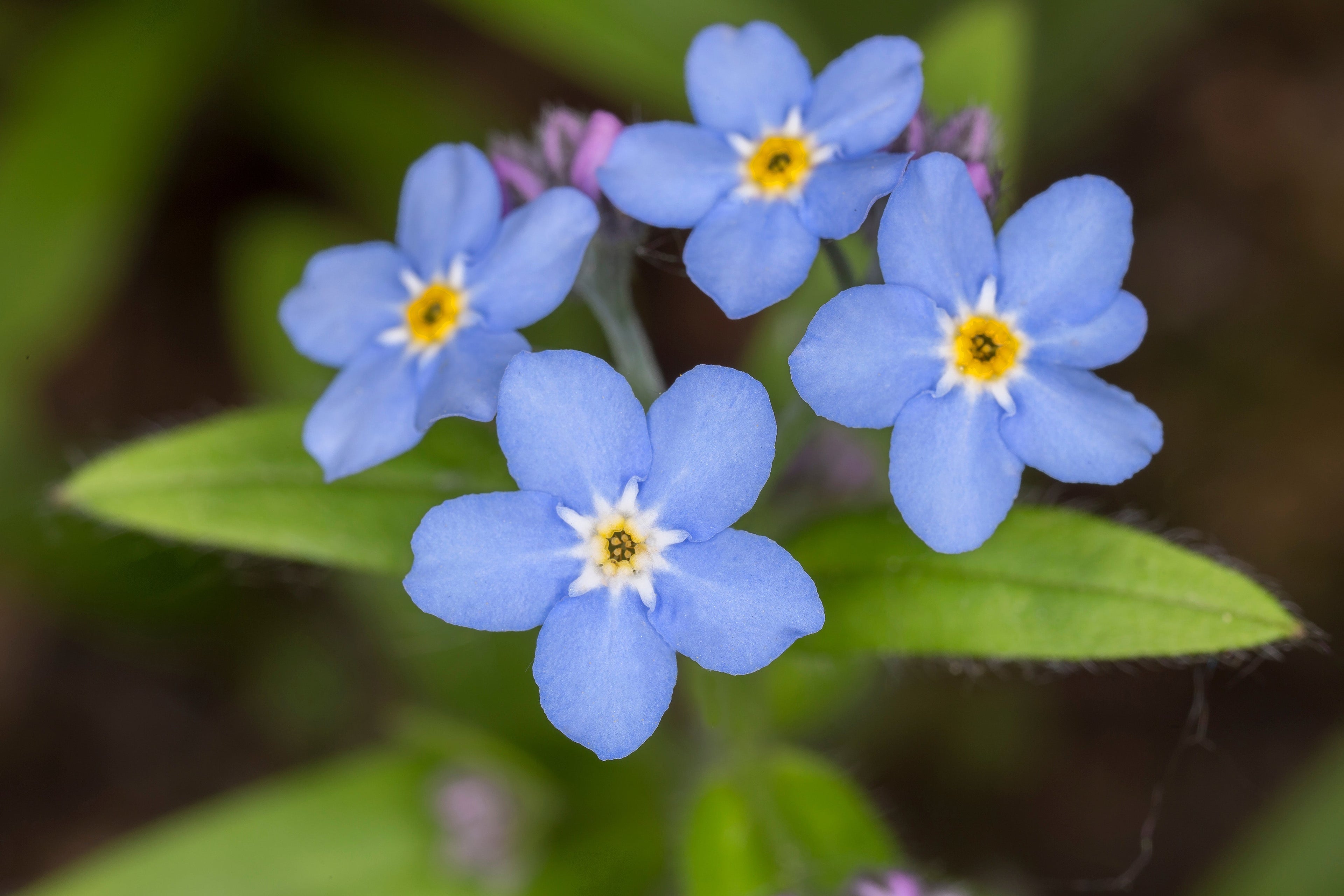 Myosotis palustris 'Semperflorens' - MP084B Packs