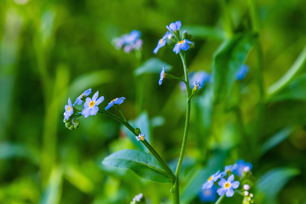 Myosotis palustris 'Semperflorens' - MP084B Packs