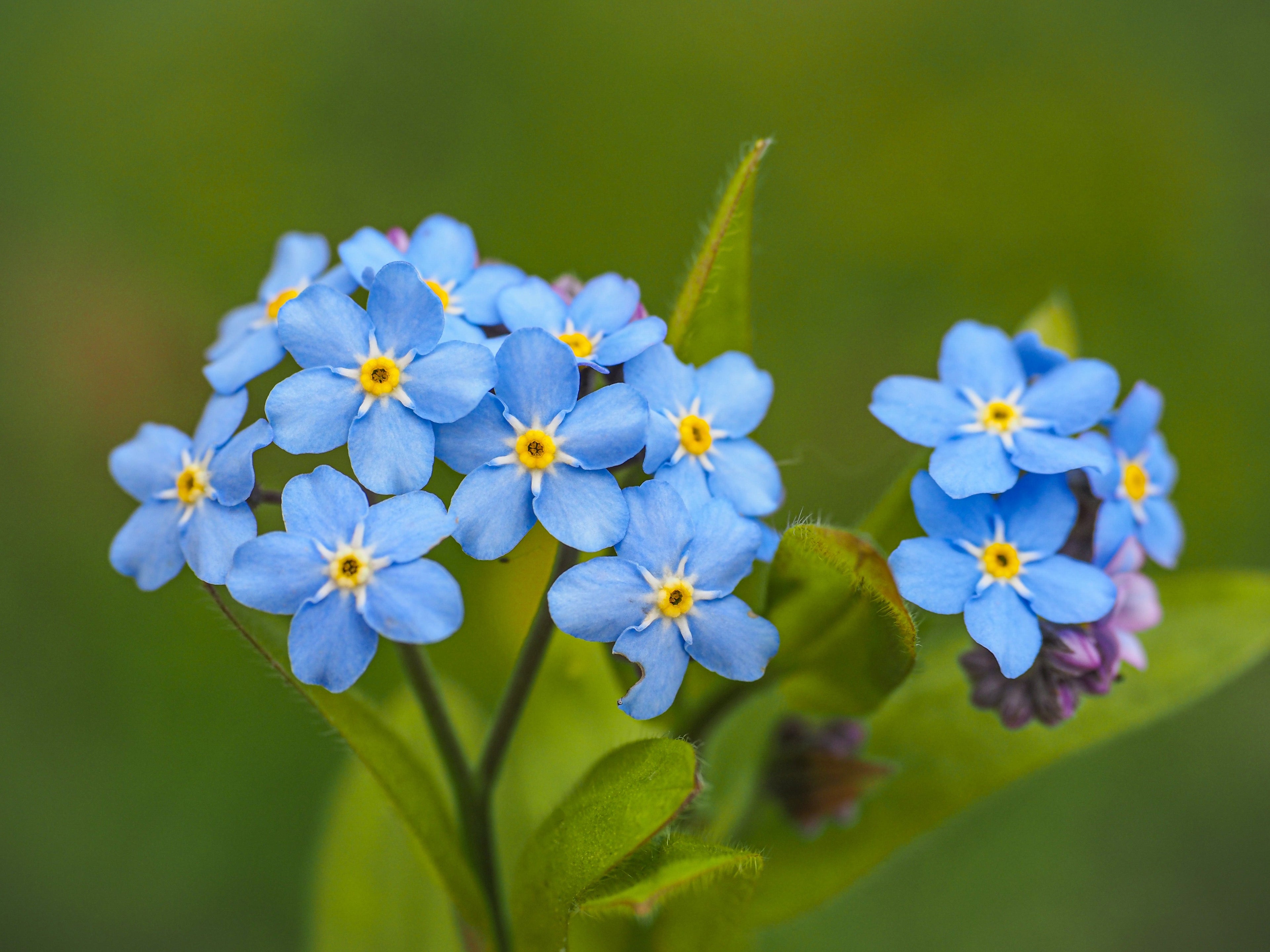 Myosotis palustris 'Semperflorens' - MP084B Packs