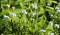 Myosotis scorpioides (Water forget-me-not) - MP084  Packs