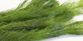 Myriophyllum spicatum (Spiked Water Milfoil) Oxygenating Pond Plant - Native Oxygenator - OX016