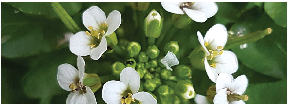 Nasturtium officinale (Water cress) - MP085 Packs