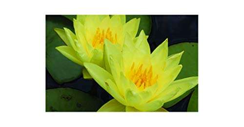 Charlene Strawn water lily - pond plants - LW04