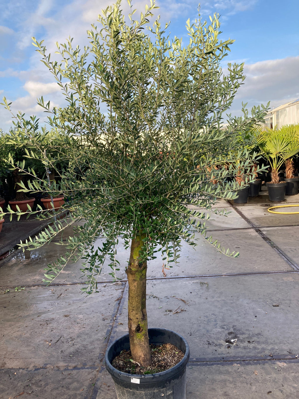 Olive Tree 35L 1.7-1.8m