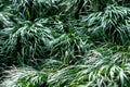 Ophiopogon Japonicus - Marginal Pond Plants - MBP090