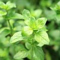Oregano - Margherita (Herb) 13cm