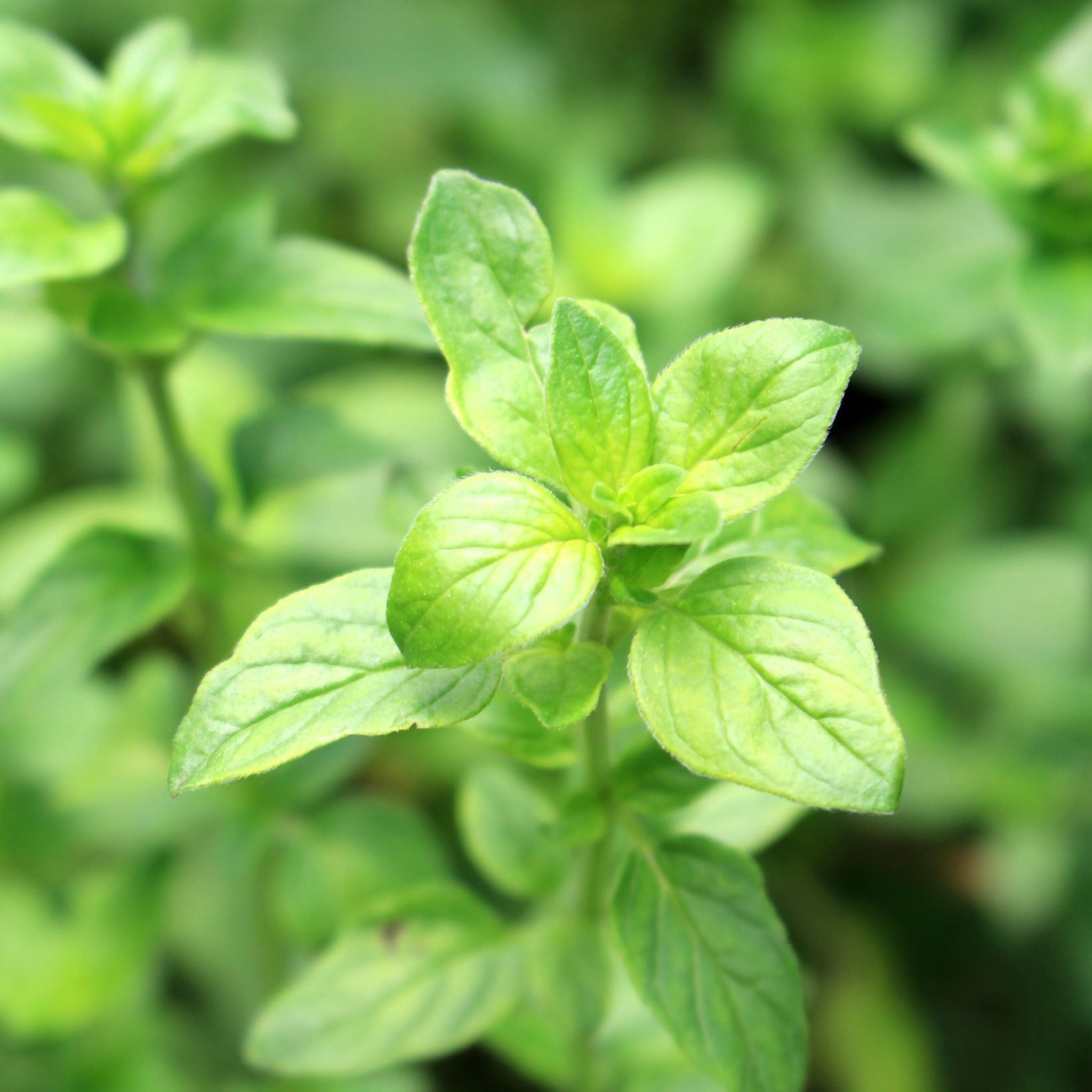 Oregano - Margherita (Herb) 13cm