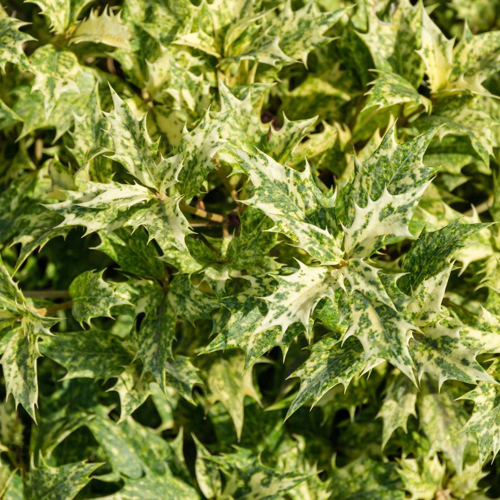 Osmanthus heterophyllus 'Goshiki' (False Holly) 5L 70-80cm