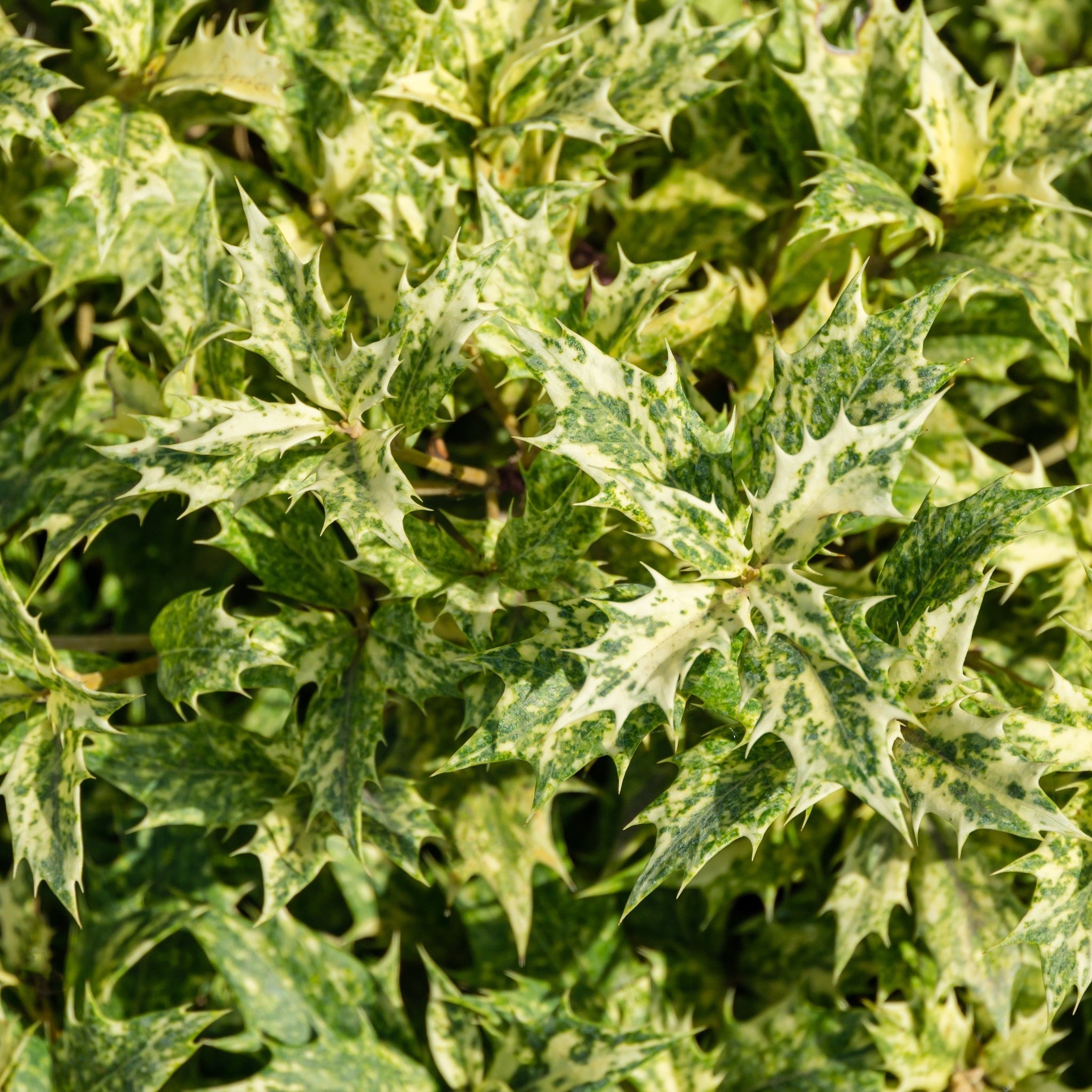 Osmanthus heterophyllus 'Goshiki' (False Holly) 5L 70-80cm