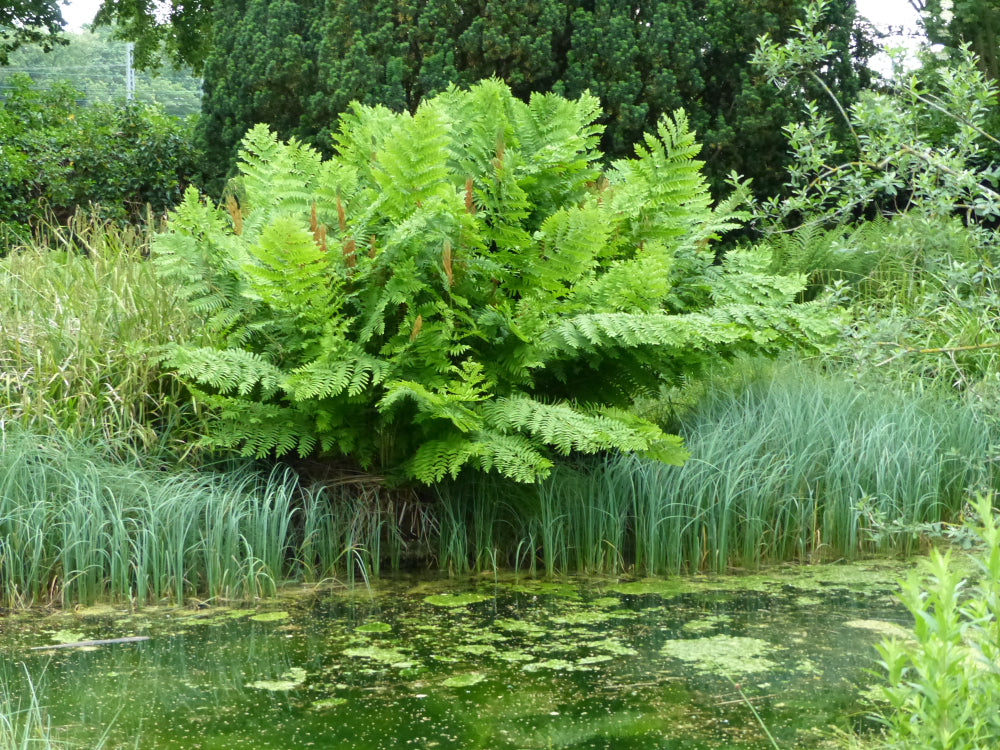 Osmunda regalis - Royal fern - BP080A Packs