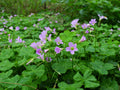 Oxalis Corymbosa - BP091 Packs