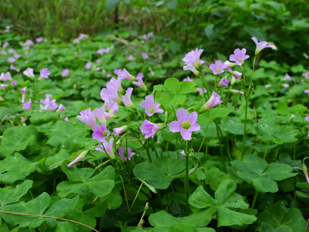 Oxalis Corymbosa - BP091 Packs