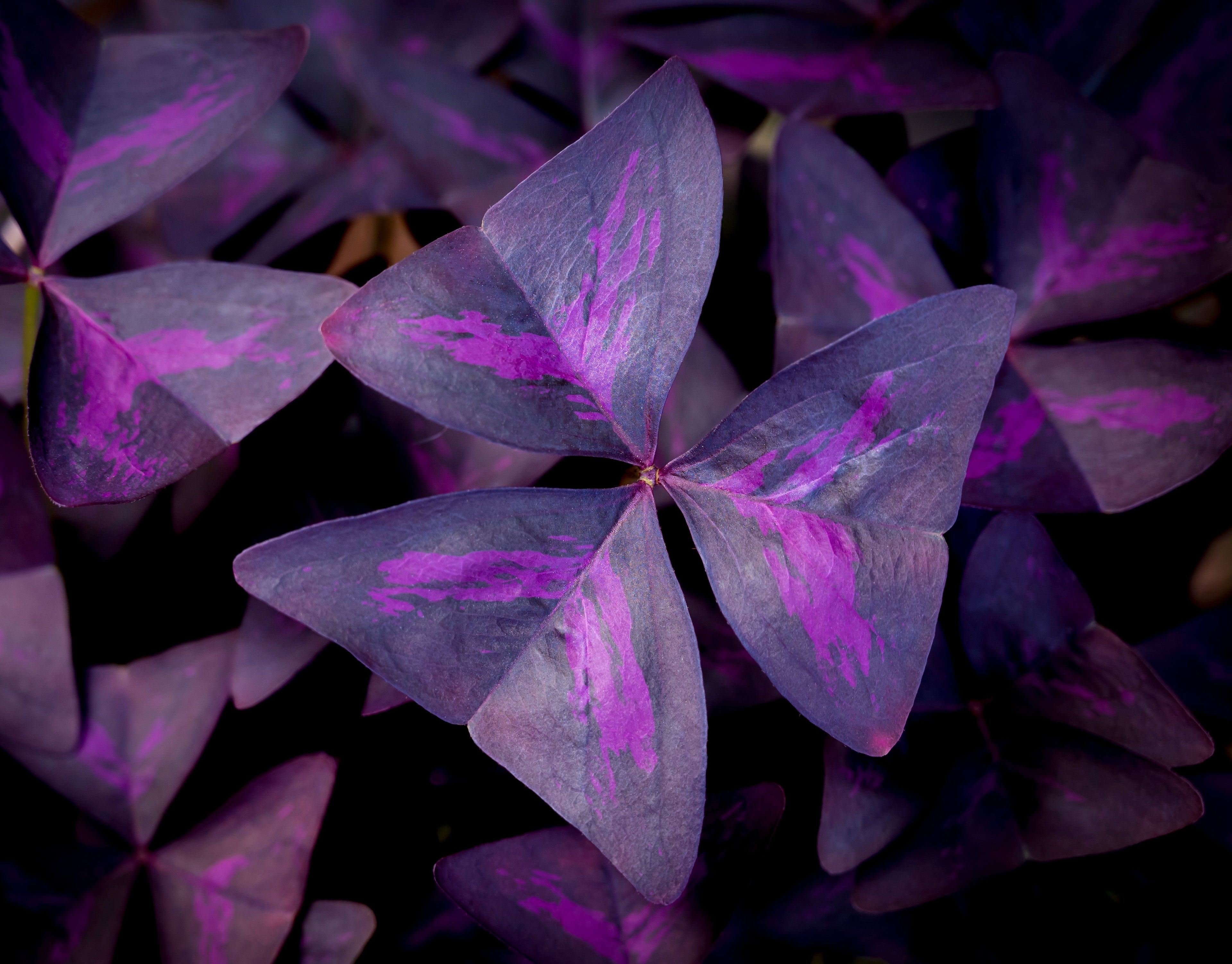 Oxalis Triangularis - BP092 Packs