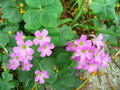 Oxalis Corymbosa - Marginal Pond Plants - BP091