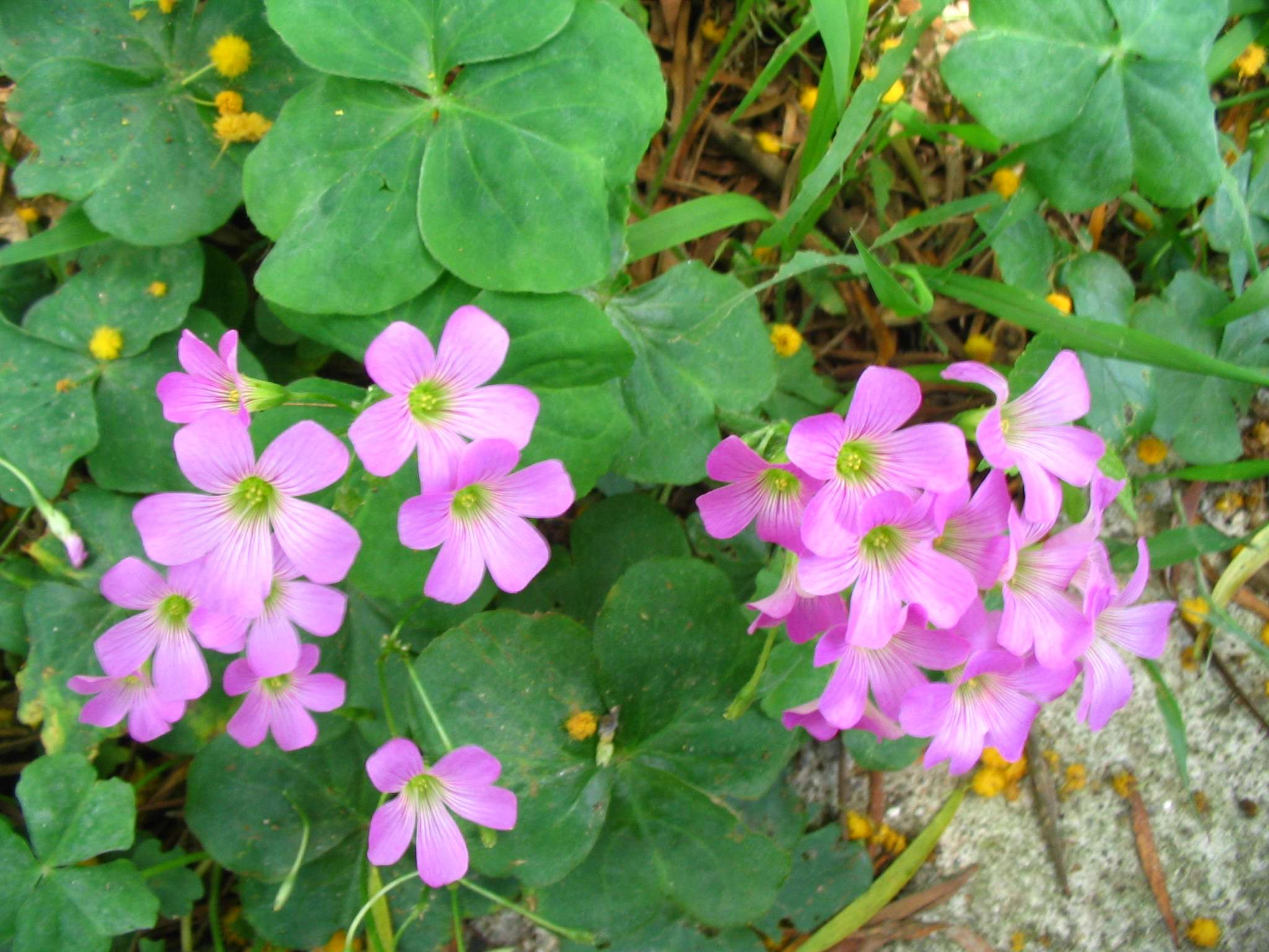 Oxalis Corymbosa - Marginal Pond Plants - BP091