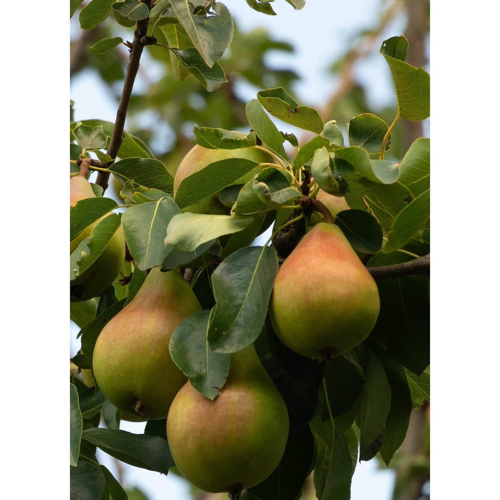 Pyrus communis 'Conference' - Small Pear Tree