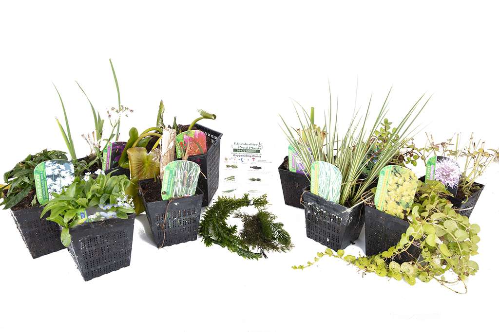 Pond Starter Packs - Pond topup Packs - Oxygenating - Compost and Pots Potted