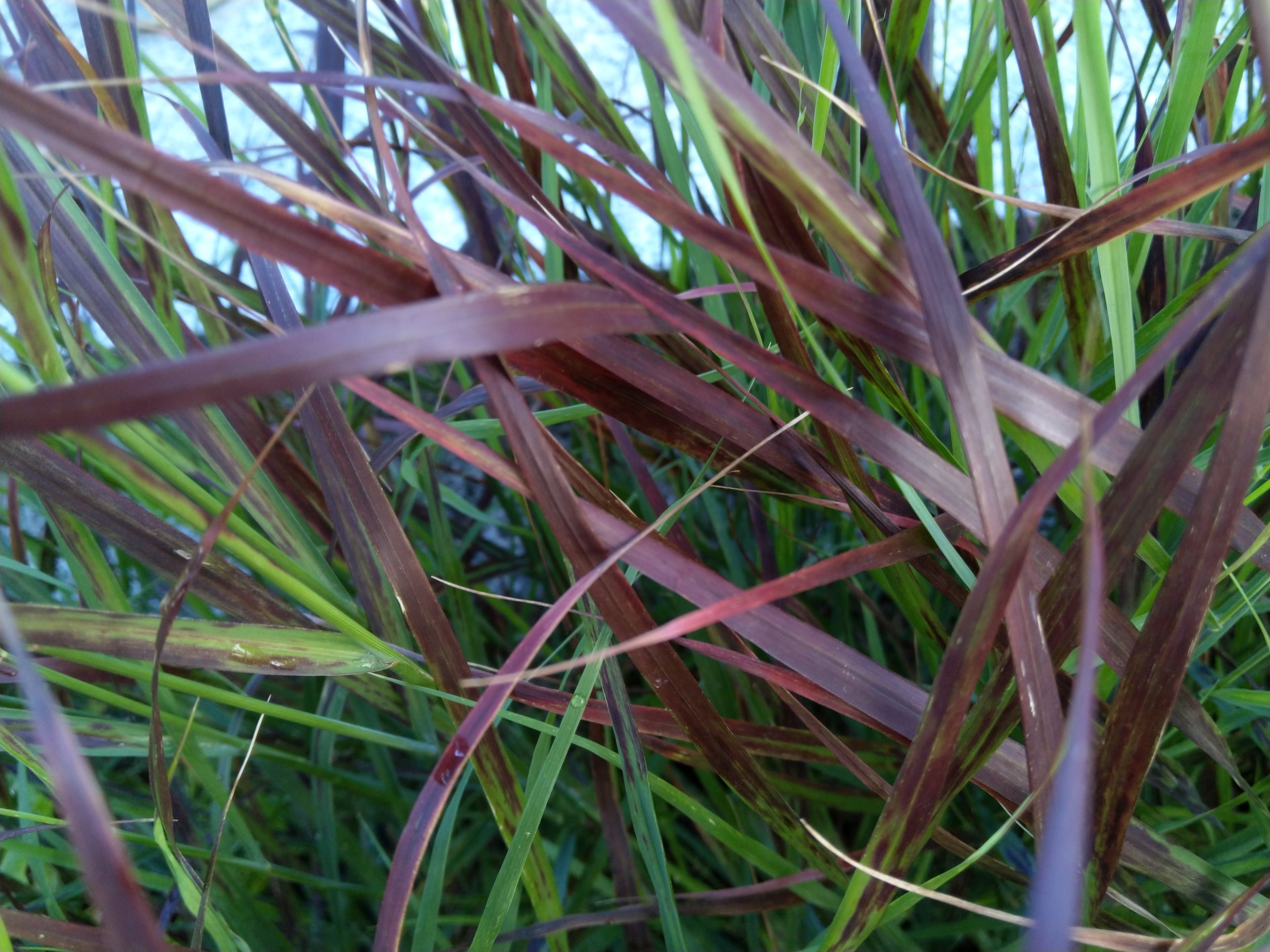 Panicum virgatum 'Shenandoah' 9cm