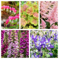 5 Perennials for a Shady Site