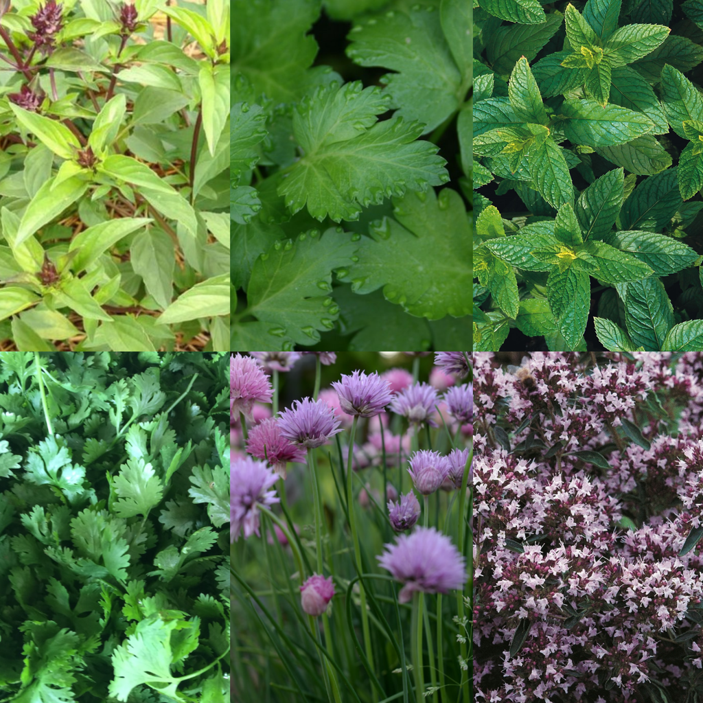 Perfect for Pots Herb Seed Starter Bundle 6 Easy to Grow Herbs Ideal from Growing Indoors in Pots or Containers