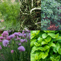 Perennial Herb Seed Starter Bundle 5 Easy to Grow Herbs