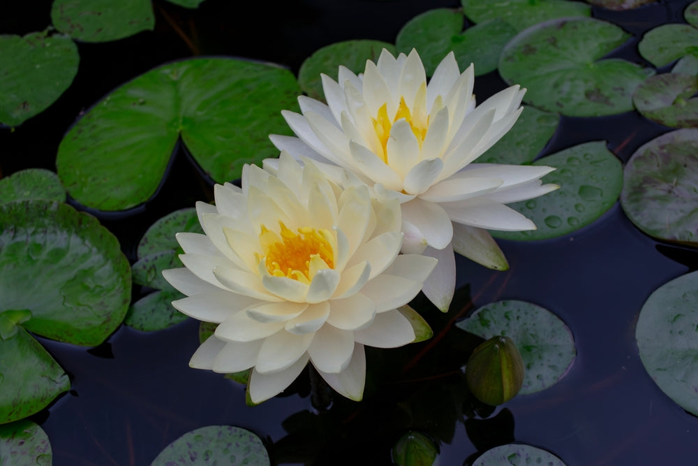 Perrys Double White water lily - pond plants - MW19