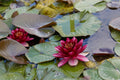 Perrys Almost Black water lily - pond plants - SW06