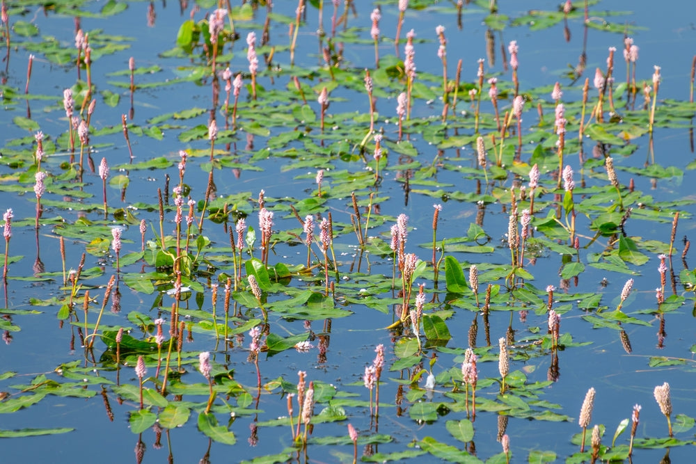 Persicaria Bistort - BP088A Packs