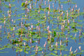Persicaria Bistort - BP088A Packs