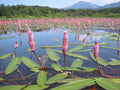 Persicaria amphibia (Amphibious bistort) - Marginal Pond Plants - MP088