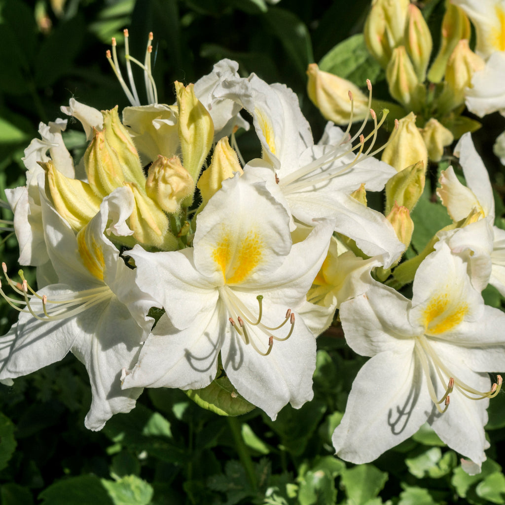 Azalea knaphill 'Persil' 2L